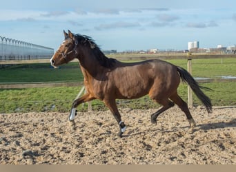 KWPN, Mare, 3 years, 15.2 hh, Brown