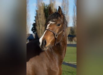 KWPN, Mare, 3 years, 15.2 hh, Brown