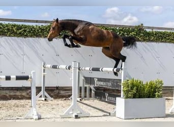 KWPN, Mare, 3 years, 15.2 hh, Brown