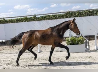 KWPN, Mare, 3 years, 15.2 hh, Brown