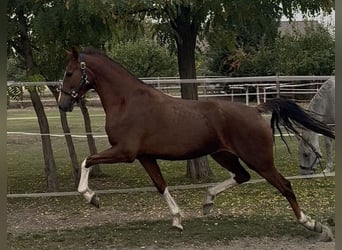 KWPN, Mare, 3 years, 15.2 hh, Chestnut