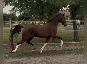 KWPN, Mare, 3 years, 15.2 hh, Chestnut