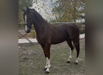 KWPN, Mare, 3 years, 15.2 hh, Chestnut