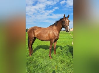 KWPN, Mare, 3 years, 15,2 hh, Chestnut