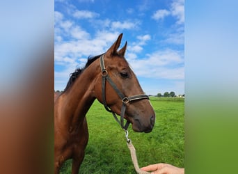 KWPN, Mare, 3 years, 15,2 hh, Chestnut