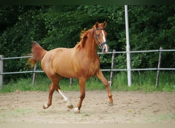 KWPN, Mare, 3 years, 15.2 hh, Chestnut-Red