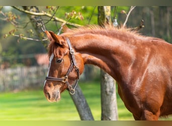 KWPN, Mare, 3 years, 15.2 hh