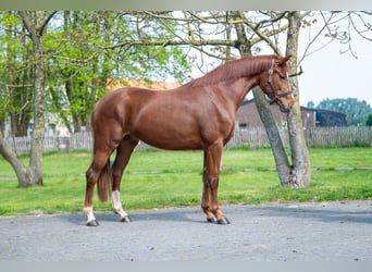 KWPN, Mare, 3 years, 15.2 hh