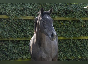 KWPN, Mare, 3 years, 15.2 hh, Grey