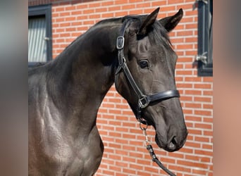 KWPN, Mare, 3 years, 15.2 hh, Smoky-Black