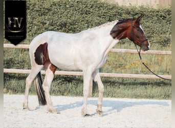 KWPN, Mare, 3 years, 15.2 hh, Tobiano-all-colors