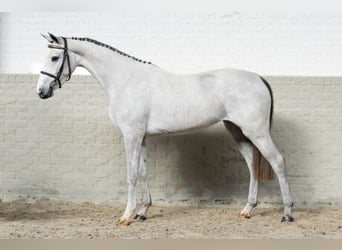 KWPN, Mare, 3 years, 15,2 hh, White