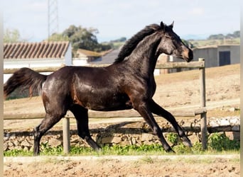 KWPN, Mare, 3 years, 15,3 hh, Black