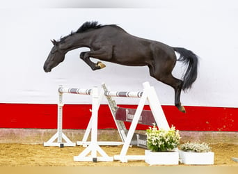 KWPN, Mare, 3 years, 15.3 hh, Black