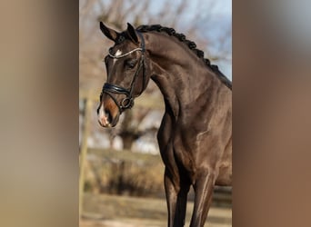 KWPN, Mare, 3 years, 15.3 hh, Brown