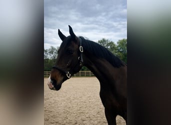 KWPN, Mare, 3 years, 15.3 hh, Brown