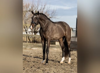 KWPN, Mare, 3 years, 15.3 hh, Brown