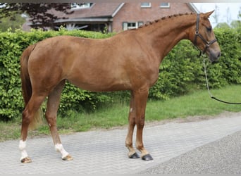 KWPN, Mare, 3 years, 15.3 hh, Chestnut-Red