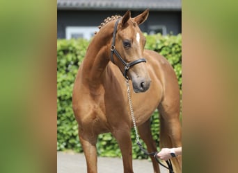 KWPN, Mare, 3 years, 15.3 hh, Chestnut-Red