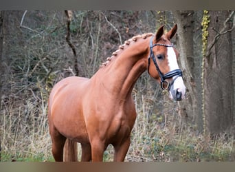 KWPN, Mare, 3 years, 15.3 hh, Chestnut-Red