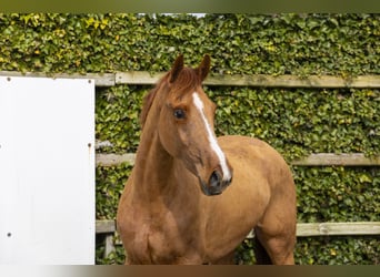 KWPN, Mare, 3 years, 15.3 hh, Chestnut-Red