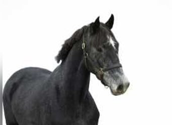 KWPN, Mare, 3 years, 15,3 hh, Smoky-Black