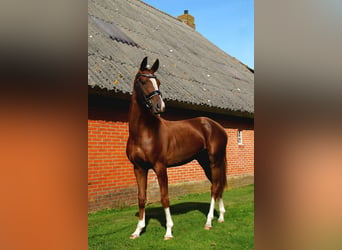 KWPN, Mare, 3 years, 15 hh, Brown-Light