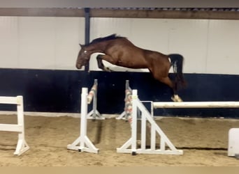 KWPN, Stute, 3 Jahre, 15 hh, Brauner