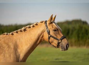 KWPN, Mare, 3 years, 15 hh, Palomino