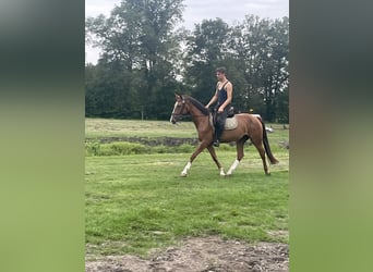 KWPN, Mare, 3 years, 15,1 hh, Chestnut-Red