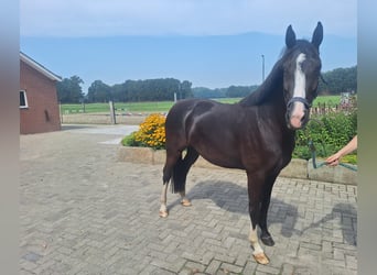 KWPN, Mare, 3 years, 15,1 hh, Smoky-Black