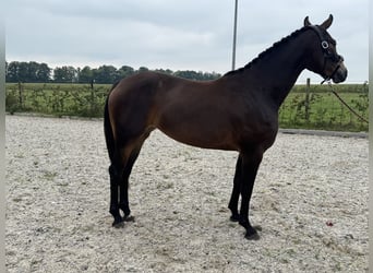 KWPN, Mare, 3 years, 15,2 hh, Bay-Dark