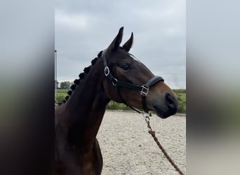 KWPN, Mare, 3 years, 15,2 hh, Bay-Dark