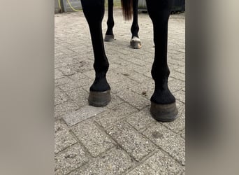 KWPN, Mare, 3 years, 15,2 hh, Bay-Dark