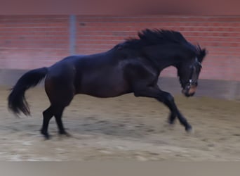 KWPN, Mare, 3 years, 15,2 hh, Bay-Dark