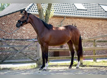 KWPN, Mare, 3 years, 15,2 hh, Bay-Dark