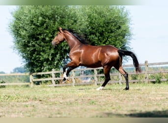 KWPN, Mare, 3 years, 15,2 hh, Bay-Dark