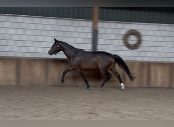 KWPN, Mare, 3 years, 15,2 hh, Bay-Dark