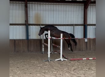 KWPN, Mare, 3 years, 15,2 hh, Bay-Dark