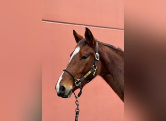 KWPN, Mare, 3 years, 15,2 hh, Bay