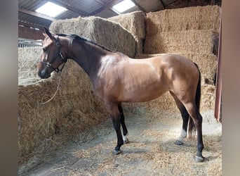 KWPN, Mare, 3 years, 15,2 hh, Brown