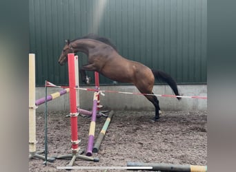 KWPN, Mare, 3 years, 15,2 hh, Brown