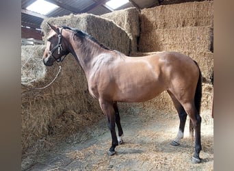 KWPN, Mare, 3 years, 15,2 hh, Brown