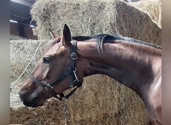 KWPN, Mare, 3 years, 15,2 hh, Brown