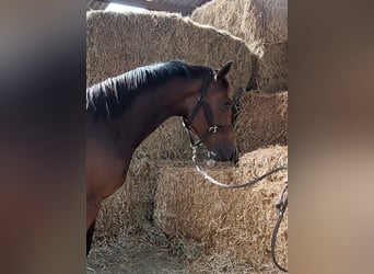 KWPN, Mare, 3 years, 15,2 hh, Brown
