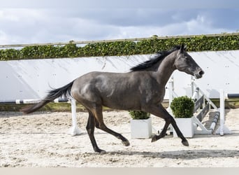 KWPN, Mare, 3 years, 15,2 hh, Grey