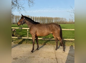 KWPN, Mare, 3 years, 15,2 hh