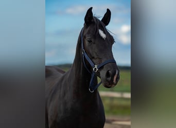 KWPN, Mare, 3 years, 15,3 hh, Black