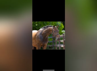 KWPN, Mare, 3 years, 15,3 hh, Brown