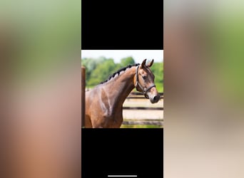 KWPN, Mare, 3 years, 15,3 hh, Brown